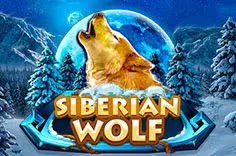 Siberian Wolf